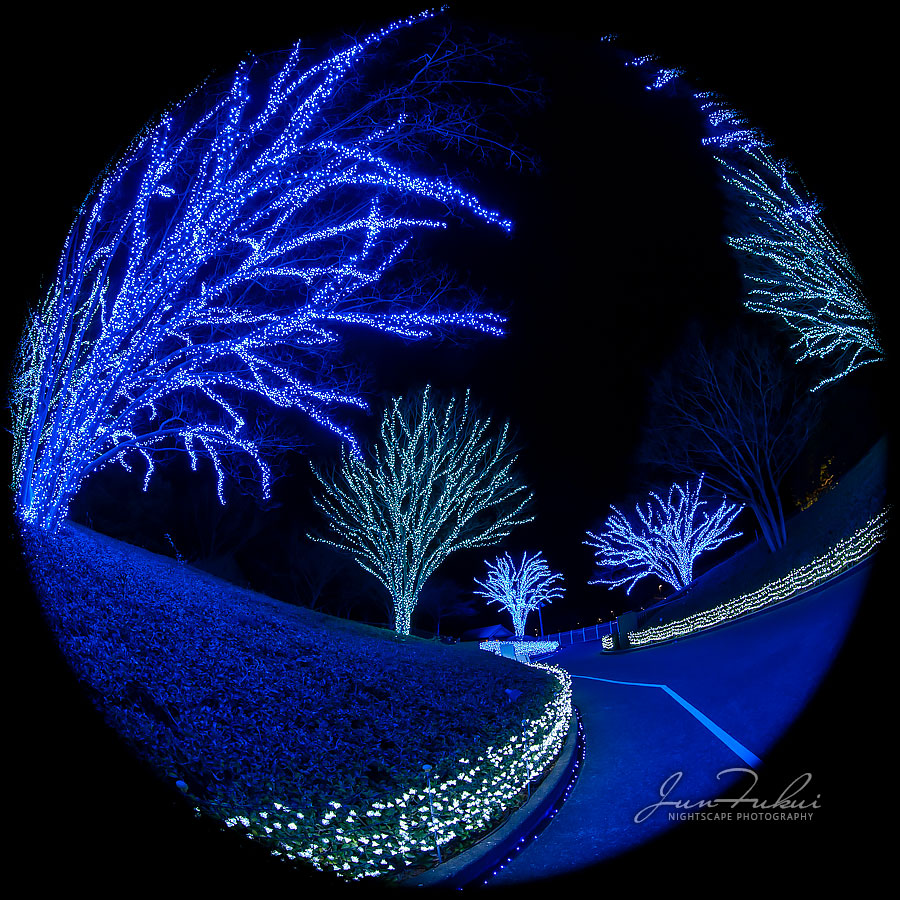 ななばの里 イルミネーション