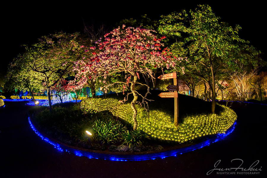 ななばの里 イルミネーション