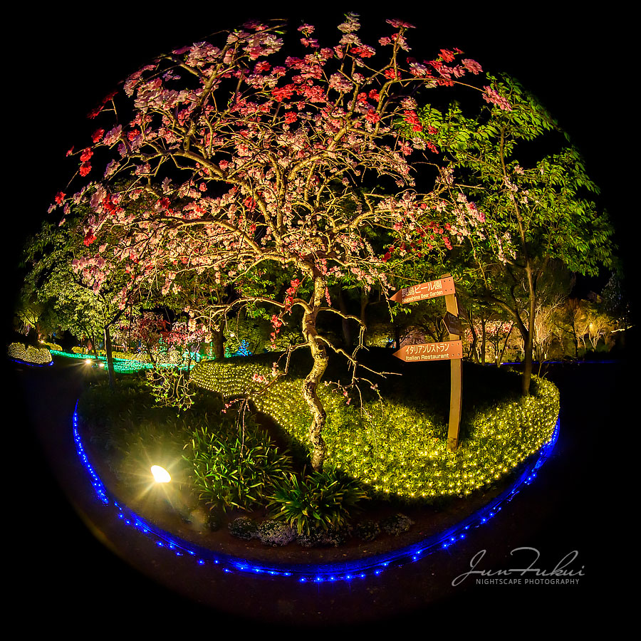 ななばの里 イルミネーション