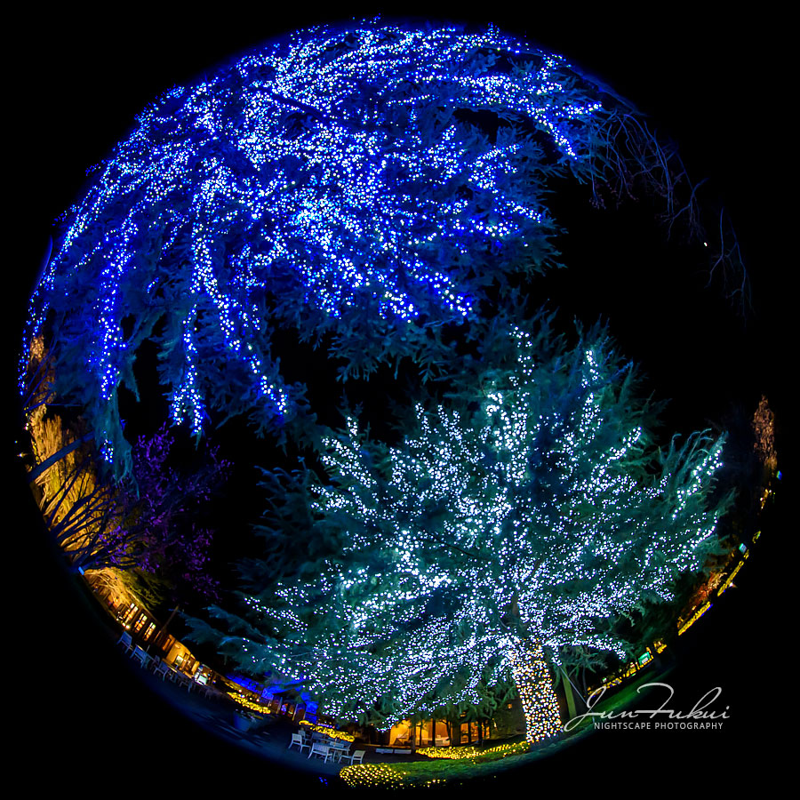 ななばの里 イルミネーション