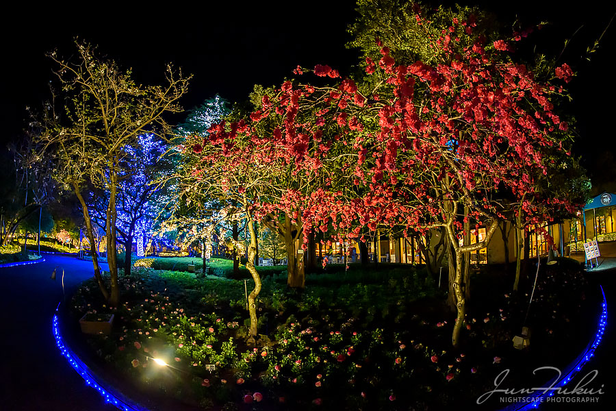 ななばの里 イルミネーション