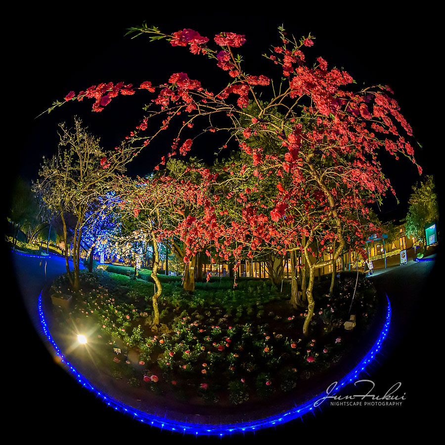 ななばの里 イルミネーション