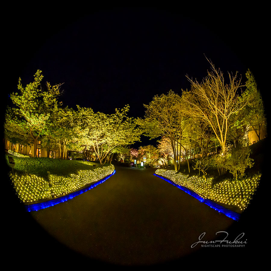 ななばの里 イルミネーション