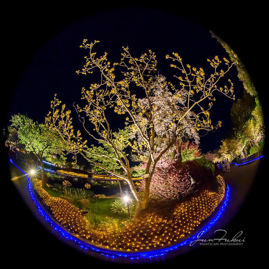 ななばの里 イルミネーション