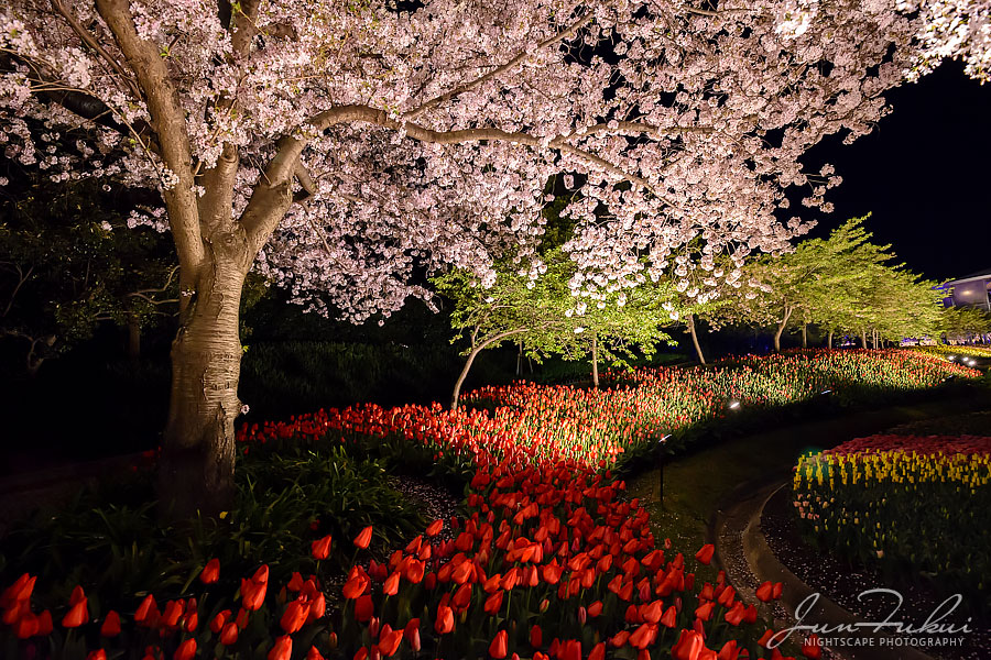 ななばの里 イルミネーション