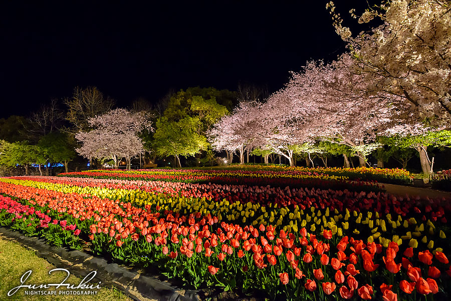 ななばの里 イルミネーション