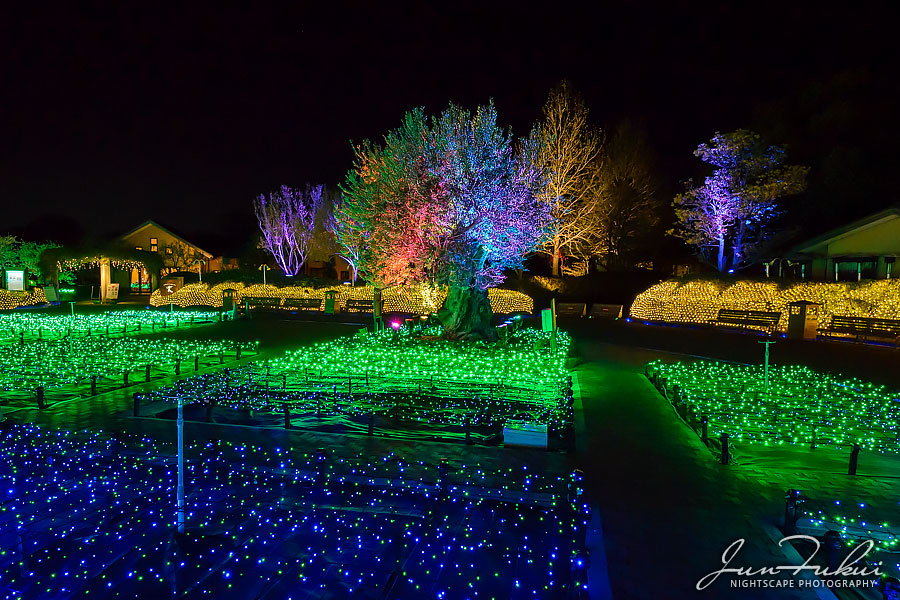 ななばの里 イルミネーション