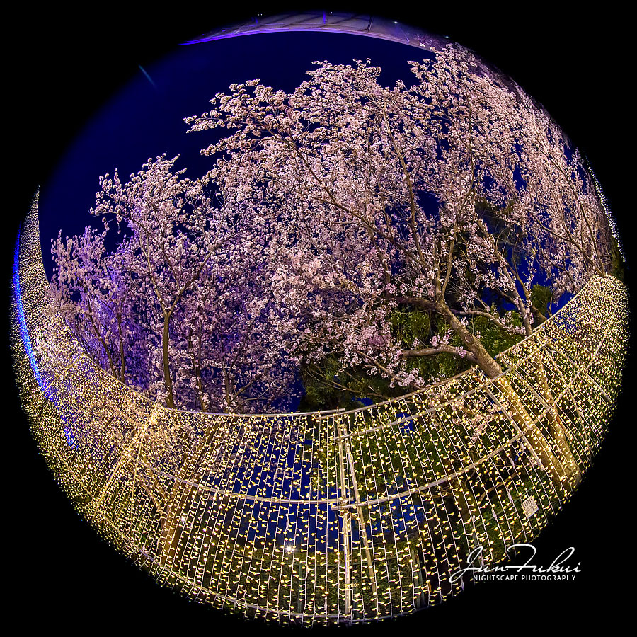 ななばの里 イルミネーション