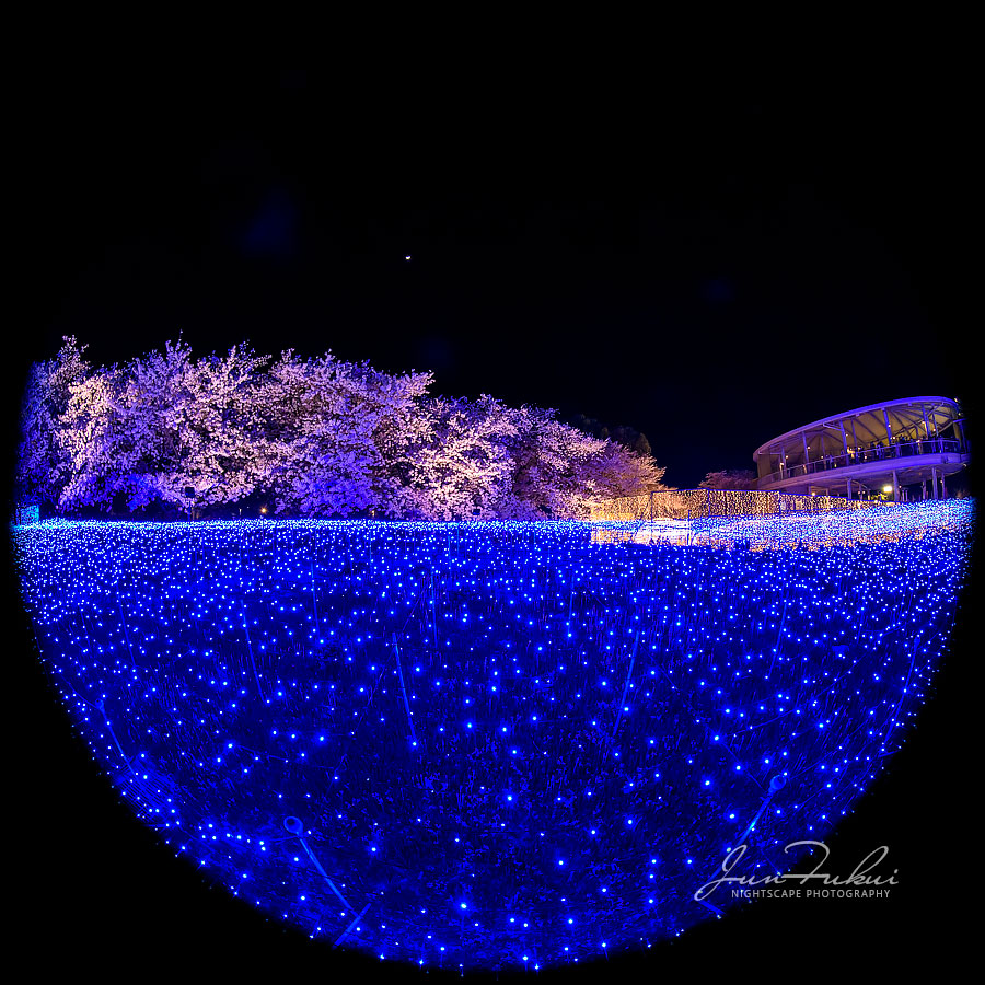 ななばの里 イルミネーション