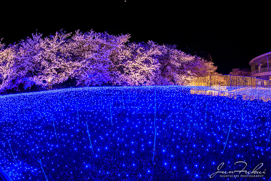 ななばの里 イルミネーション