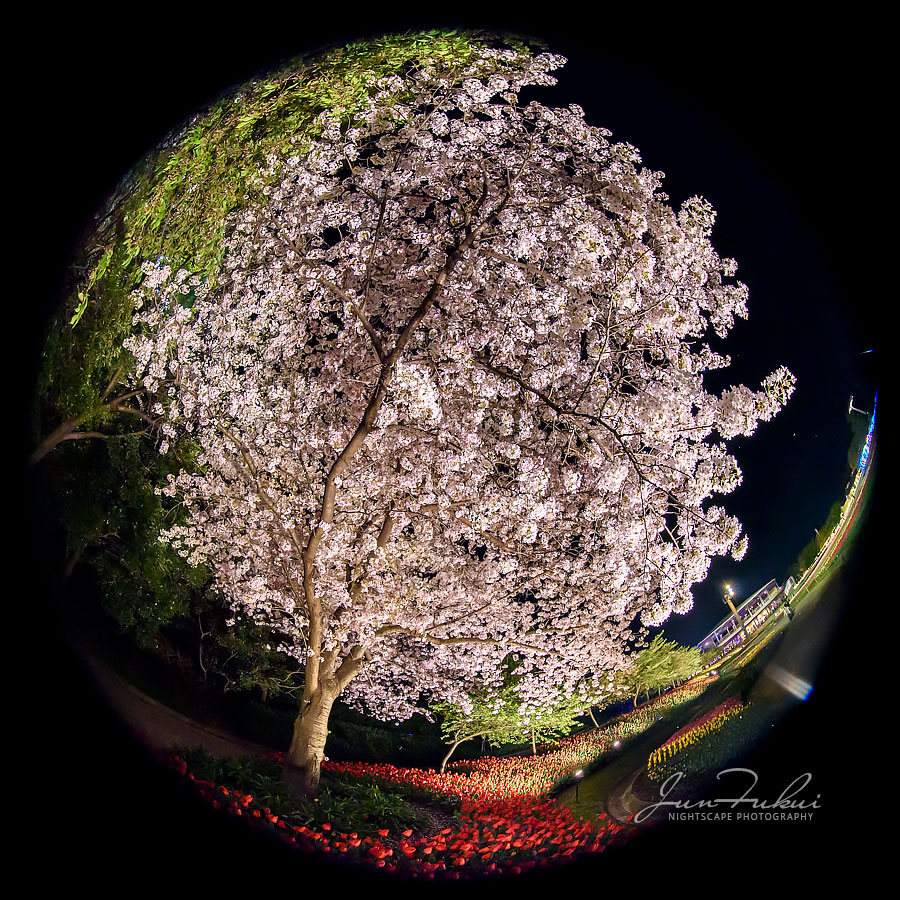 ななばの里 イルミネーション