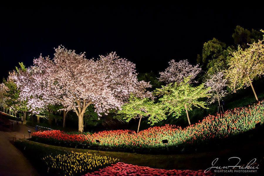 ななばの里 イルミネーション