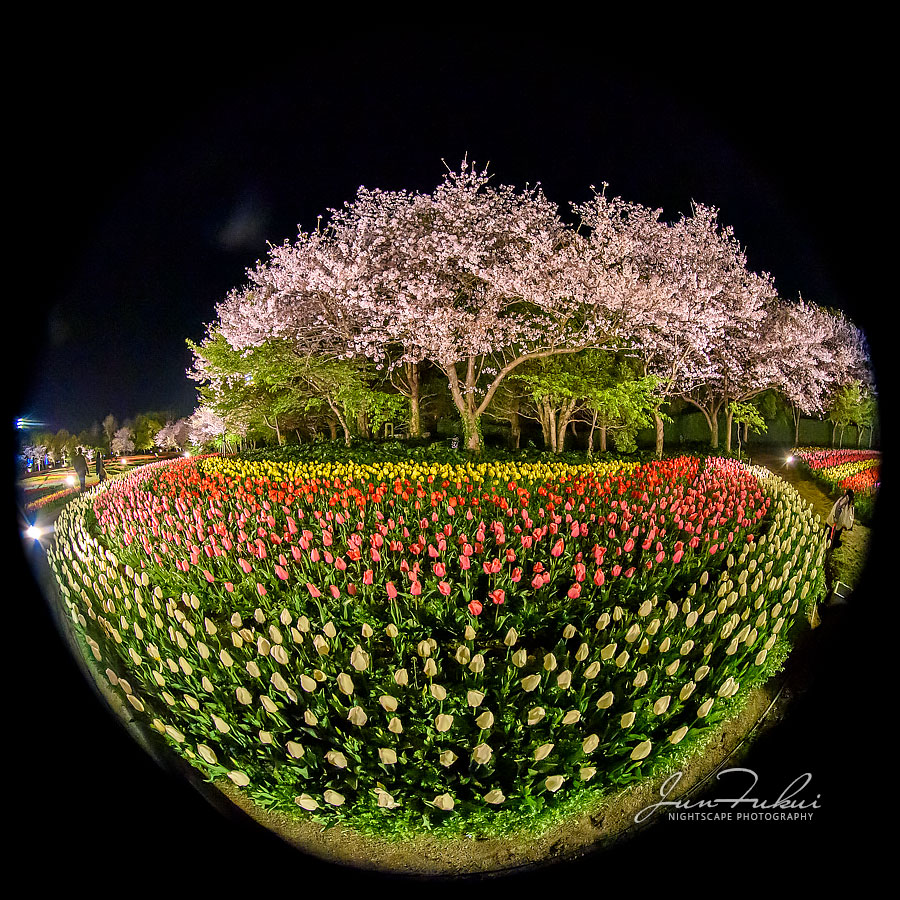 ななばの里 イルミネーション