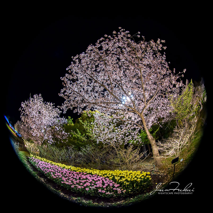 ななばの里 イルミネーション