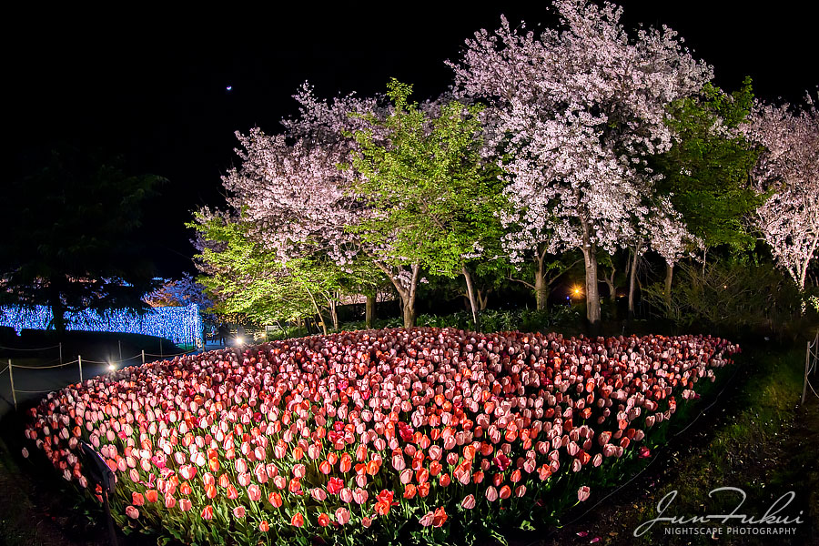 ななばの里 イルミネーション