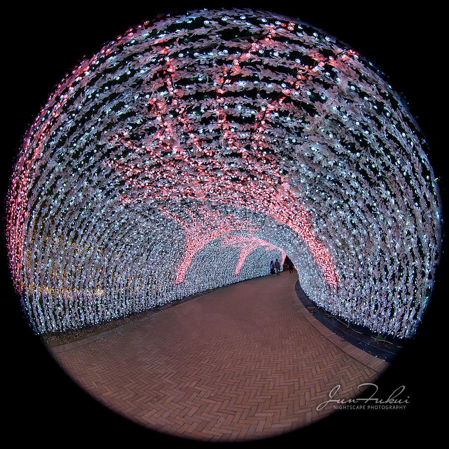 ななばの里 イルミネーション