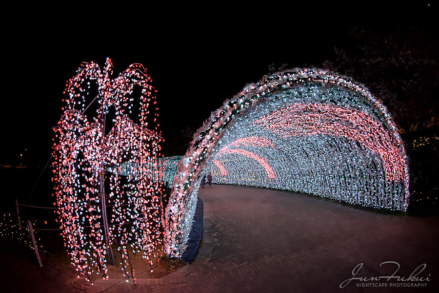 ななばの里 イルミネーション