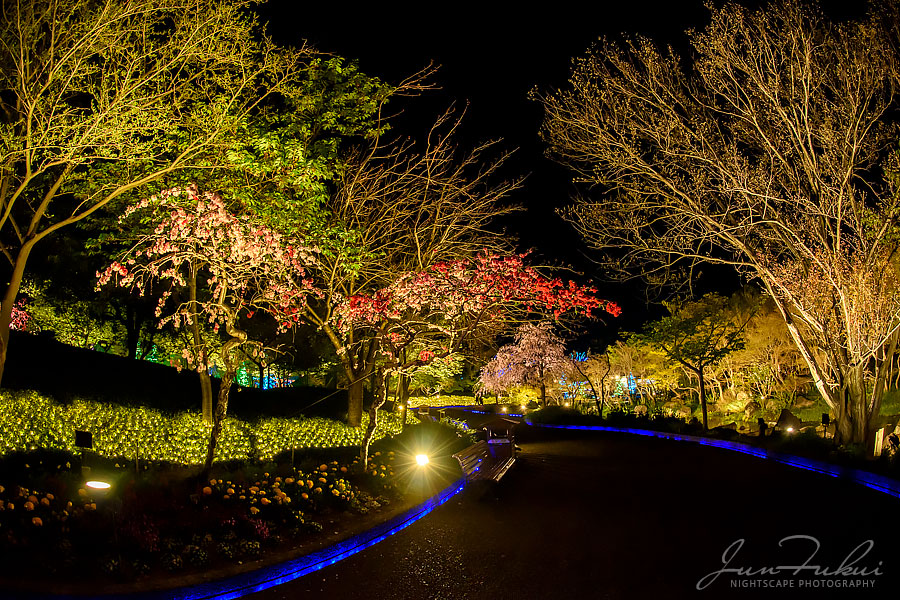 ななばの里 イルミネーション