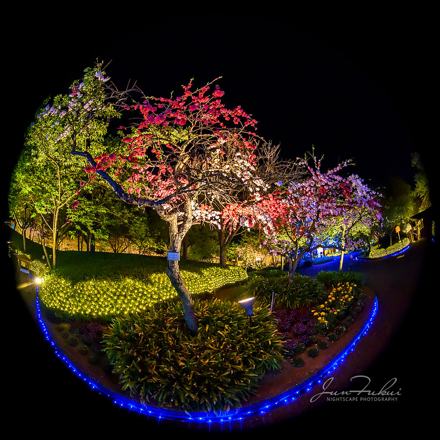 ななばの里 イルミネーション