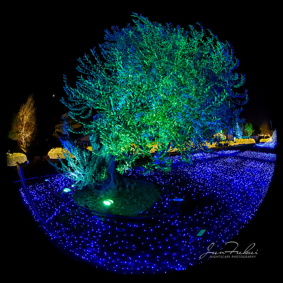 ななばの里 イルミネーション