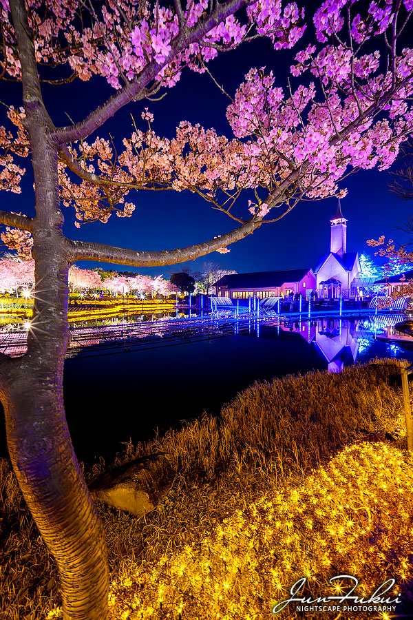 ななばの里 イルミネーション