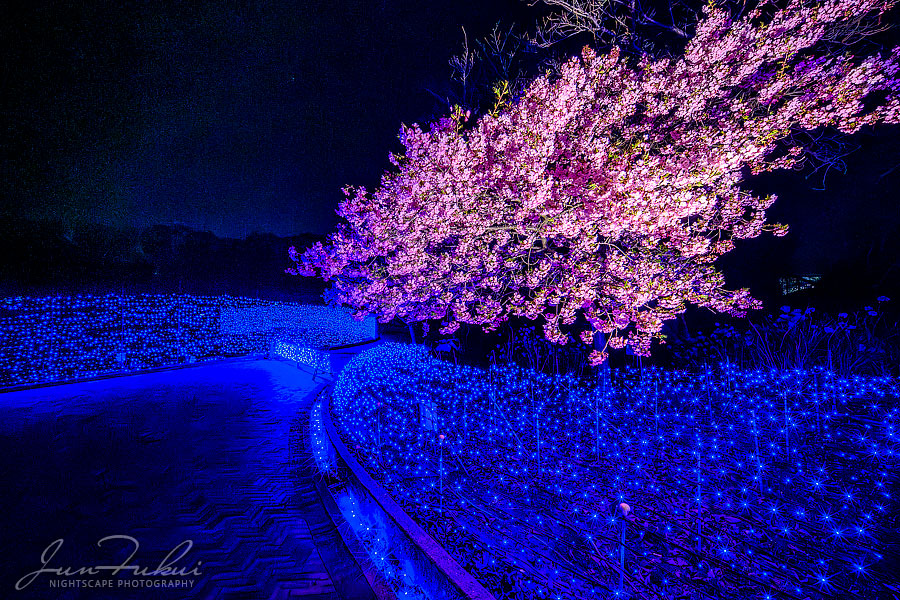 ななばの里 イルミネーション