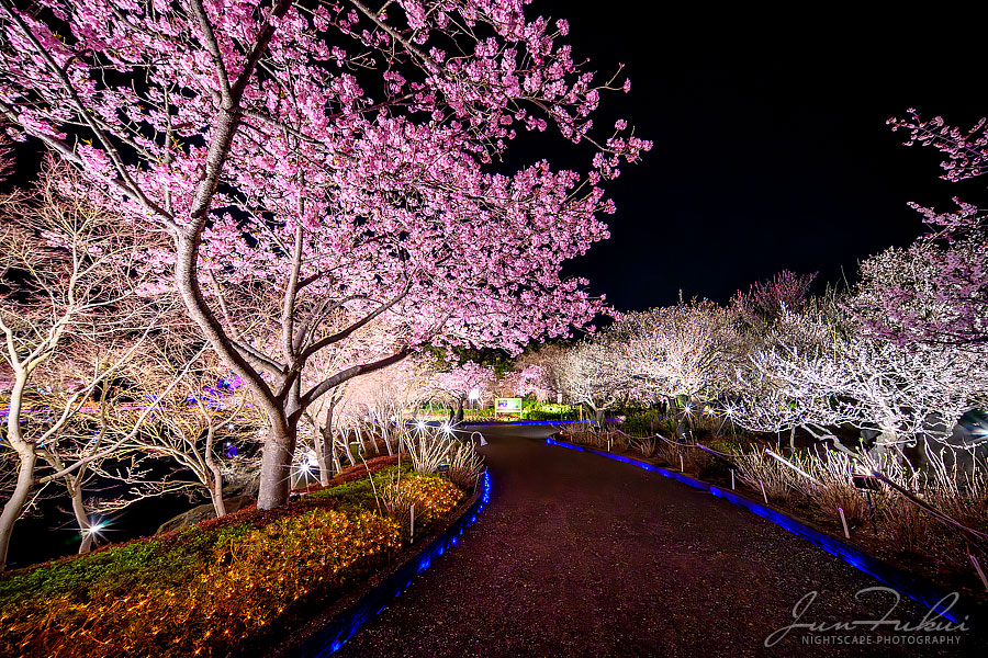ななばの里 イルミネーション