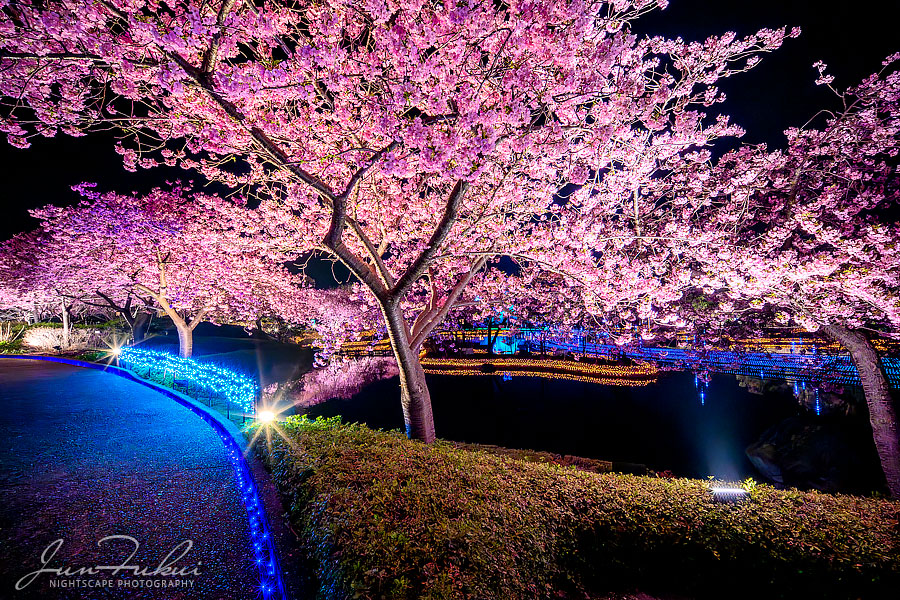 ななばの里 イルミネーション
