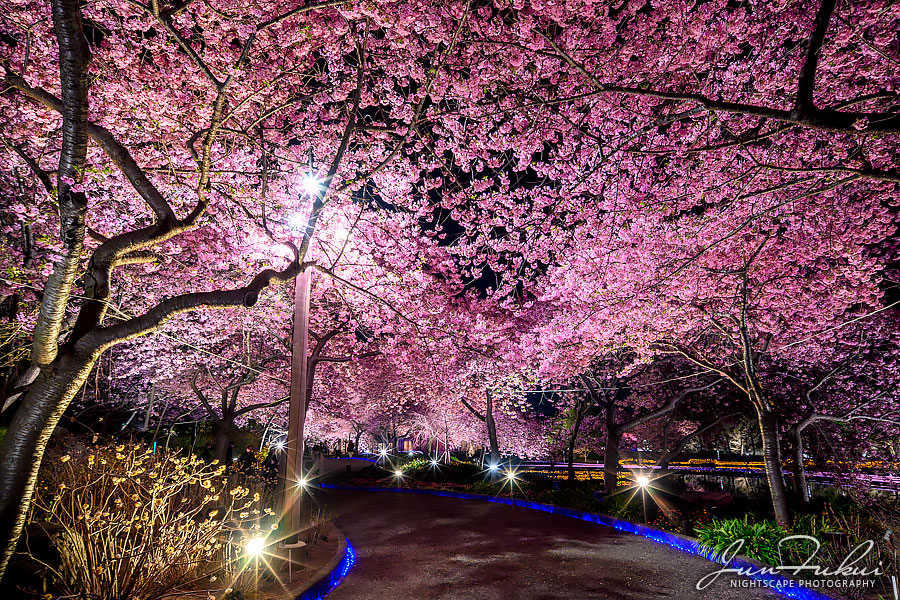 ななばの里 イルミネーション