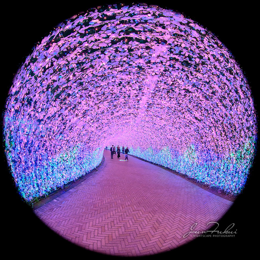 ななばの里 イルミネーション