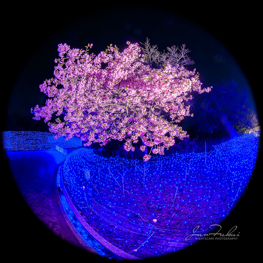 ななばの里 イルミネーション