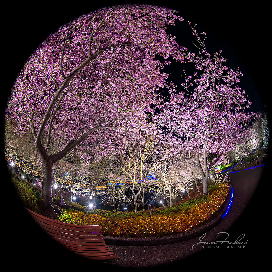 ななばの里 イルミネーション