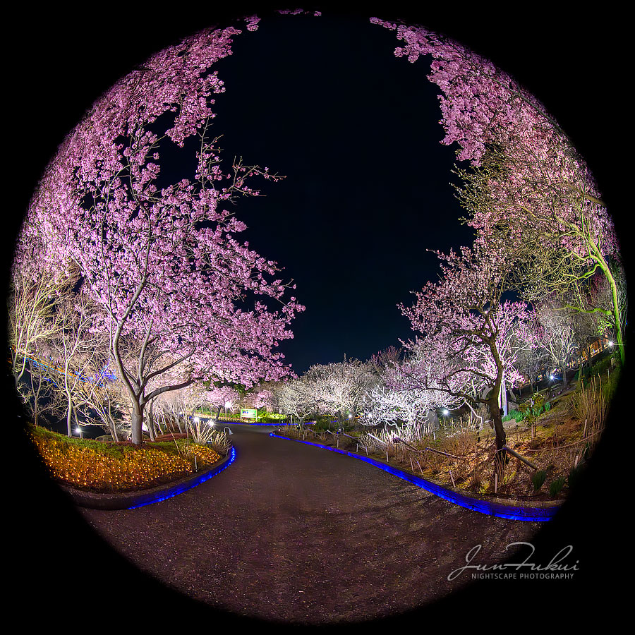 ななばの里 イルミネーション