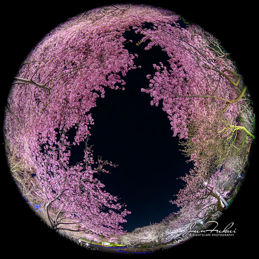 ななばの里 イルミネーション