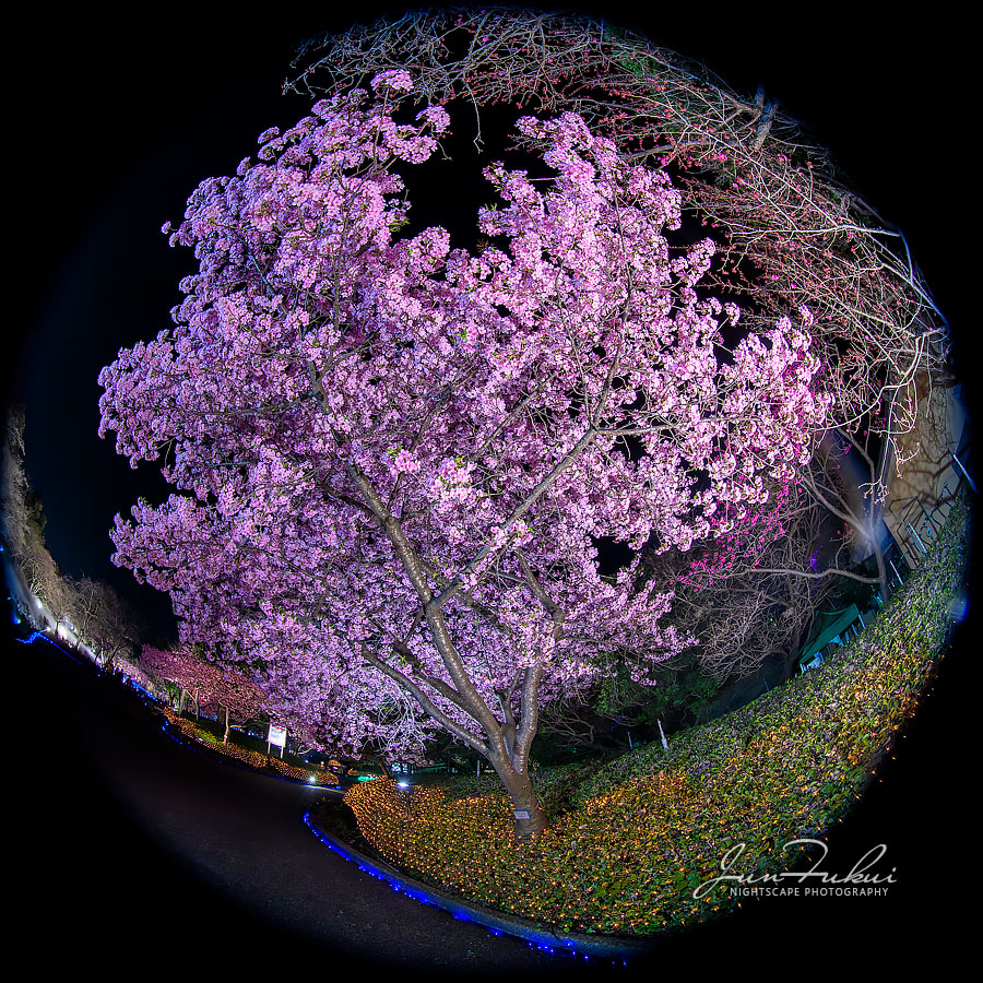 ななばの里 イルミネーション