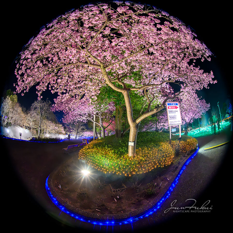 ななばの里 イルミネーション