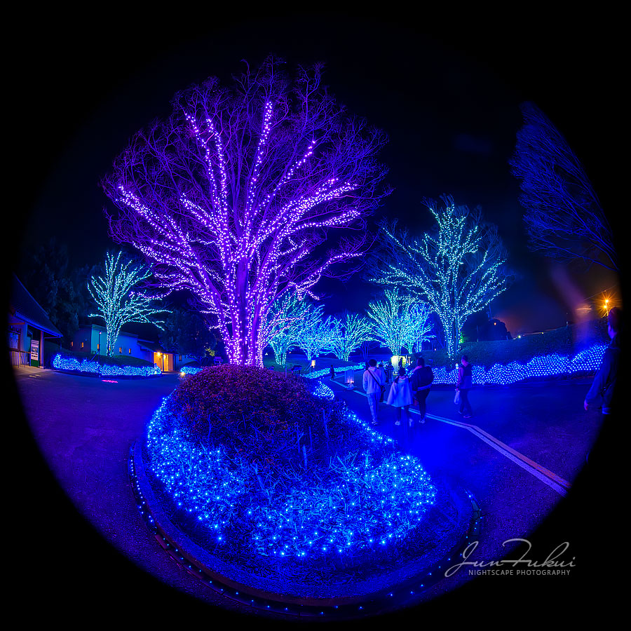 ななばの里 イルミネーション