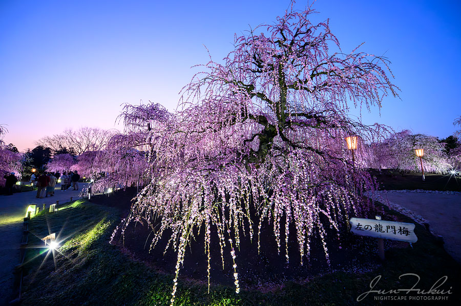 鈴鹿の森庭園 ナイトスケープ