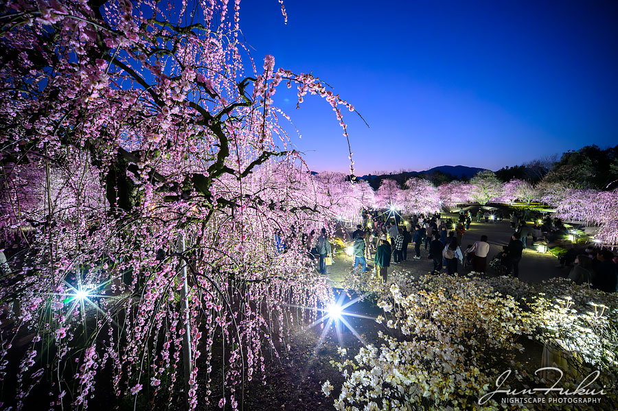 鈴鹿の森庭園 ナイトスケープ