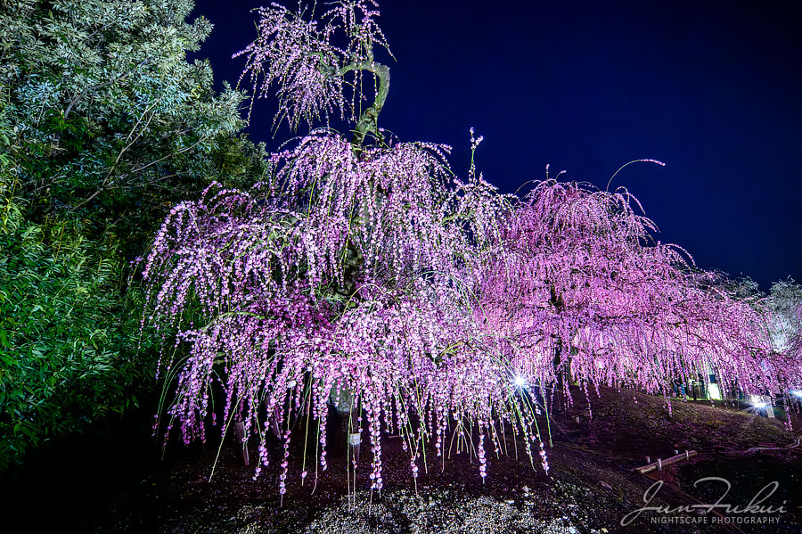 鈴鹿の森庭園 ナイトスケープ