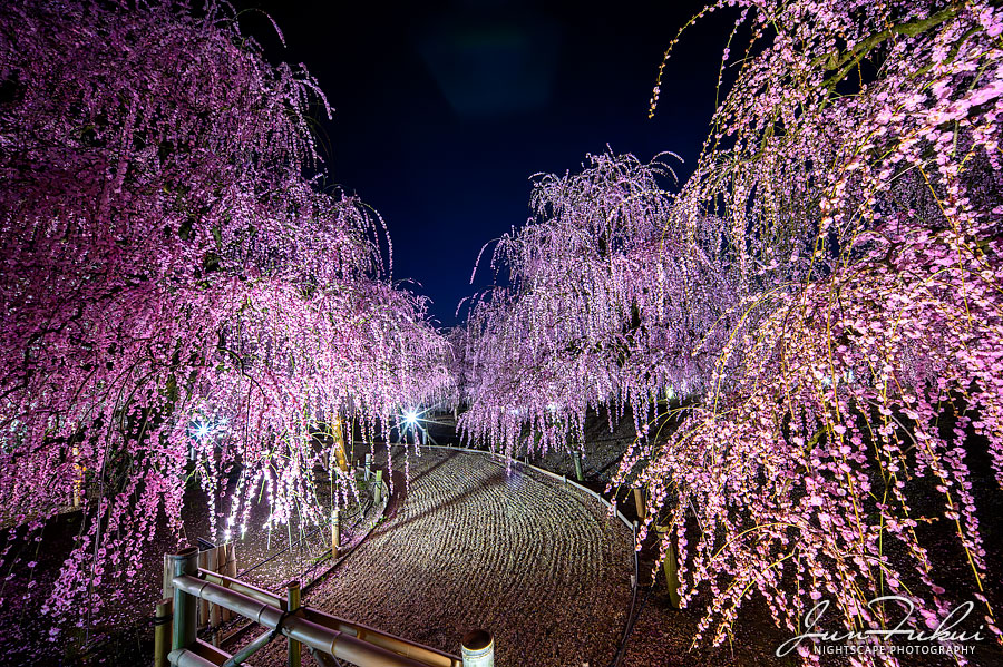 鈴鹿の森庭園 ナイトスケープ