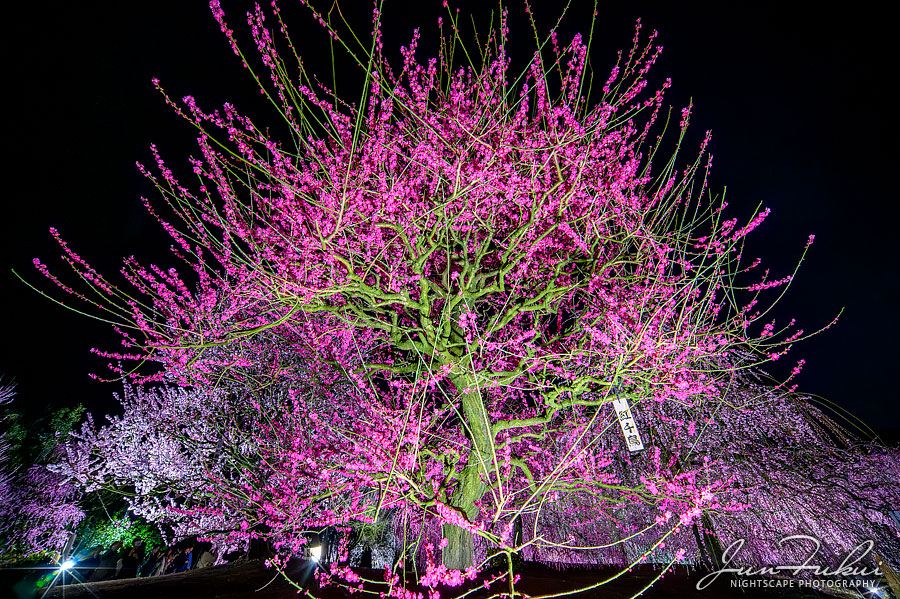 鈴鹿の森庭園 ナイトスケープ