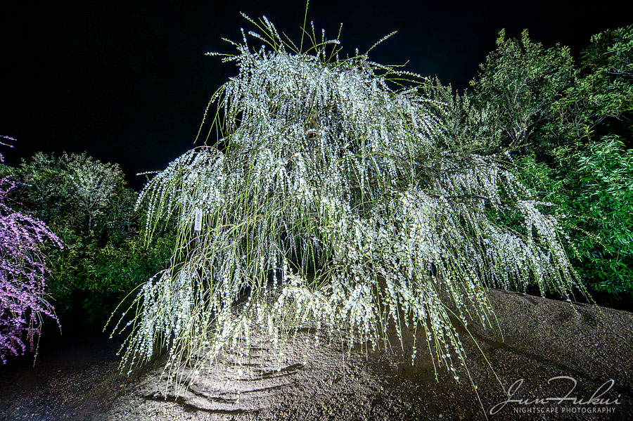 鈴鹿の森庭園 ナイトスケープ
