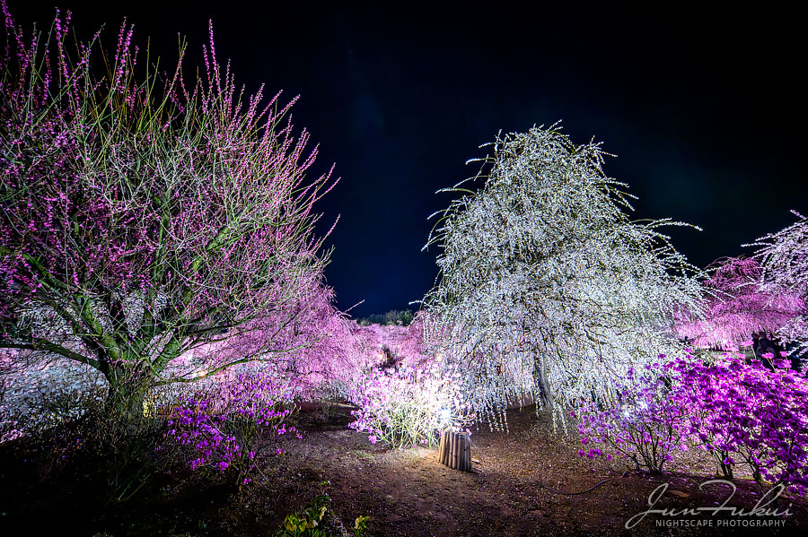 鈴鹿の森庭園 ナイトスケープ