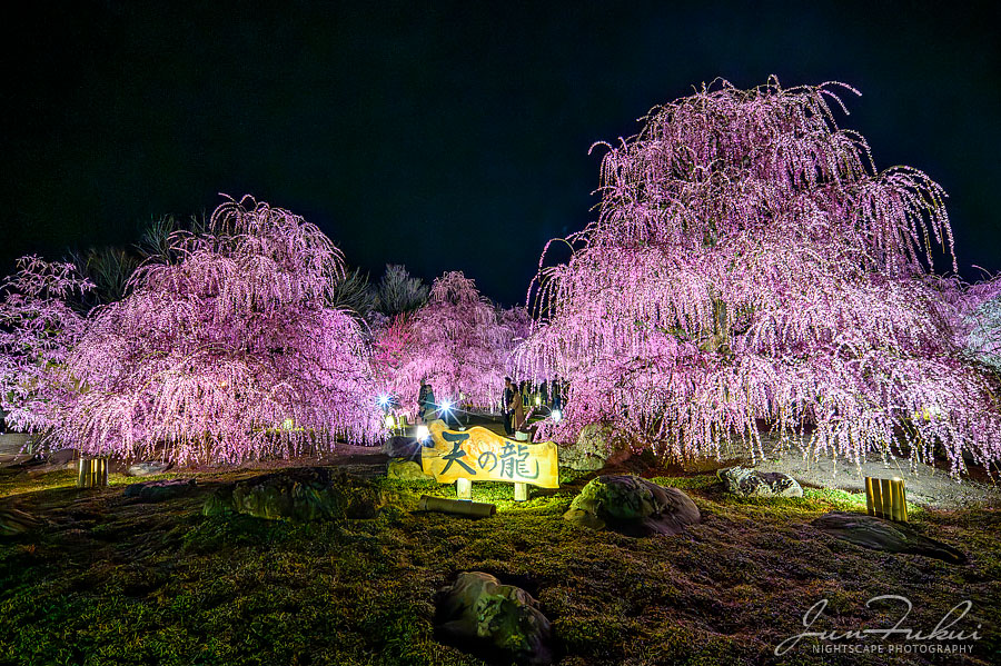 鈴鹿の森庭園 ナイトスケープ