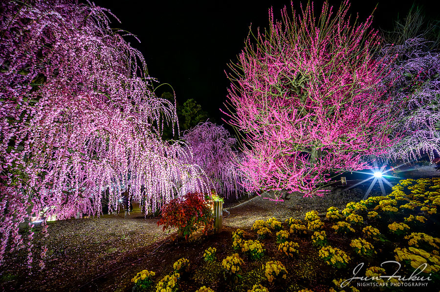 鈴鹿の森庭園 ナイトスケープ