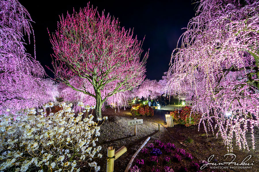 鈴鹿の森庭園 ナイトスケープ
