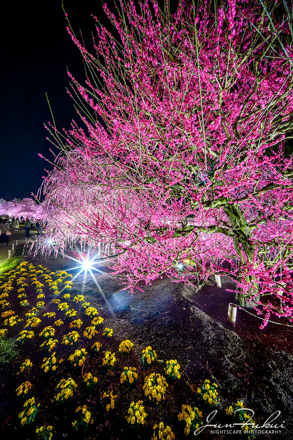 鈴鹿の森庭園 ナイトスケープ