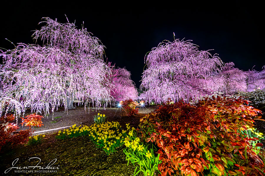 鈴鹿の森庭園 ナイトスケープ