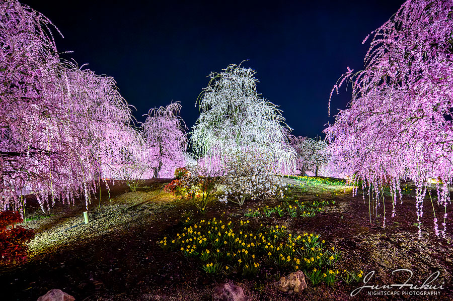 鈴鹿の森庭園 ナイトスケープ